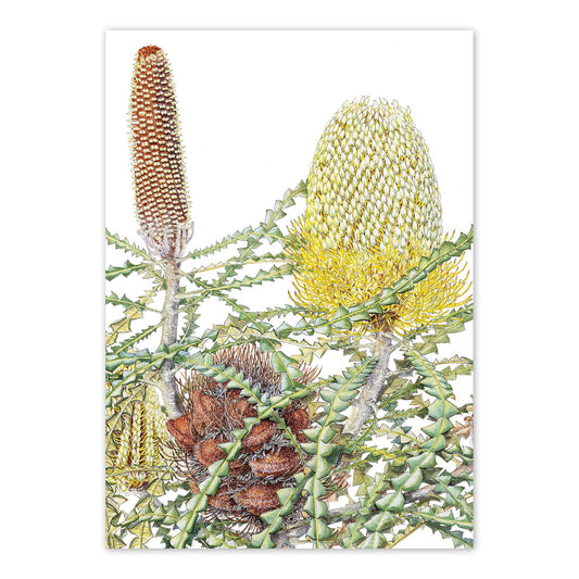 Showy Banksia | A6 Greeting Card