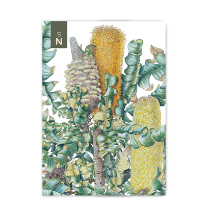 Bull Banksia | A6 Pocket Notebook
