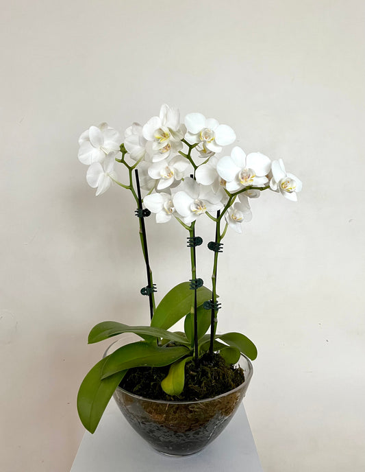 Love you long time | Mini Phalaenopsis in a glass vase