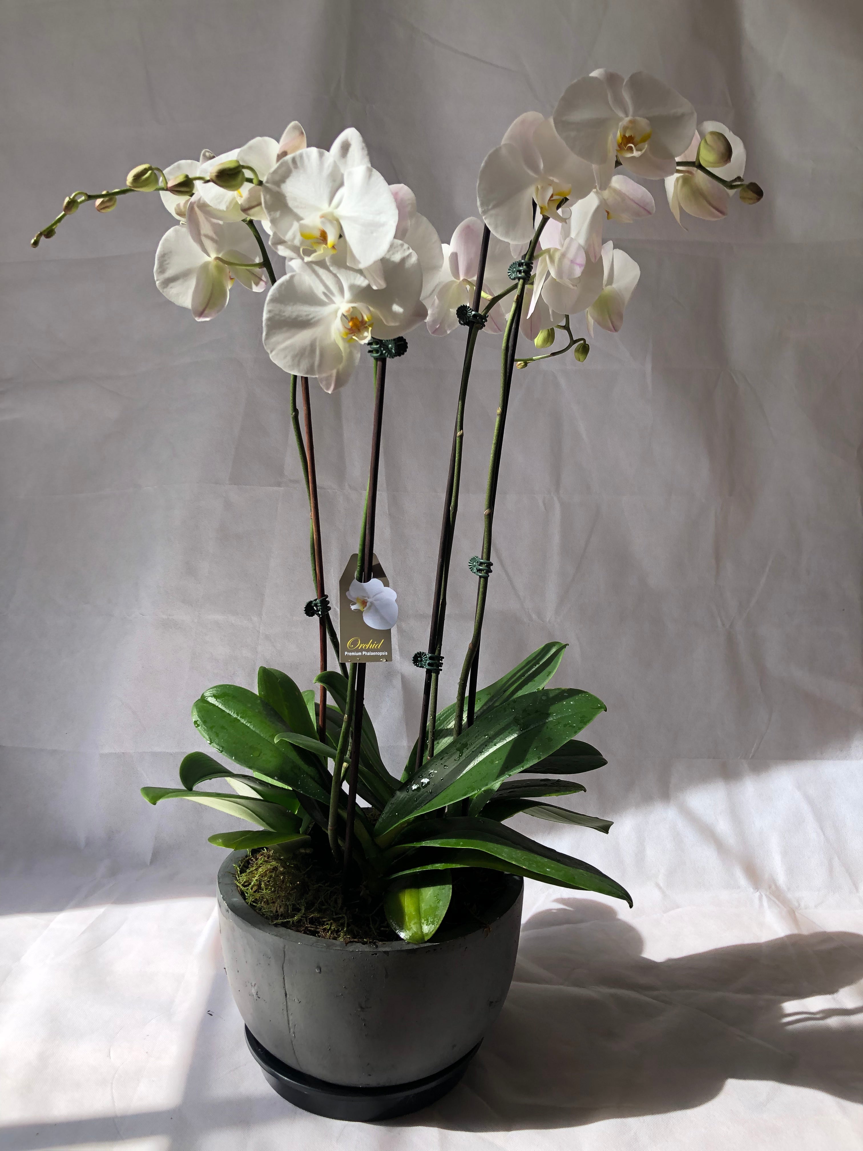 Splendour | Phalaenopsis Orchids | Plant + Ceramic Pot – Bituin