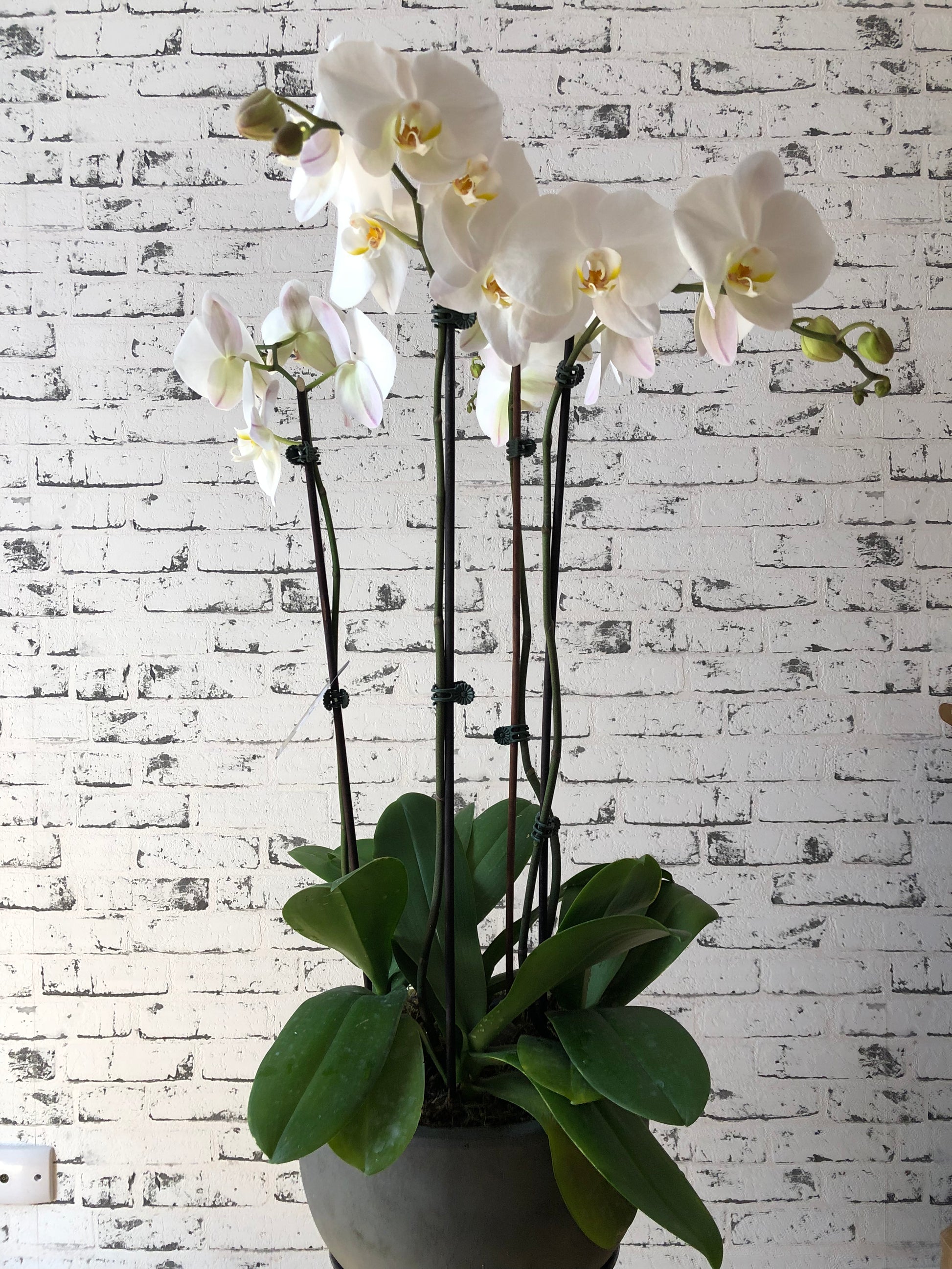 Splendour | Phalaenopsis Orchids | Plant + Ceramic Pot – Bituin